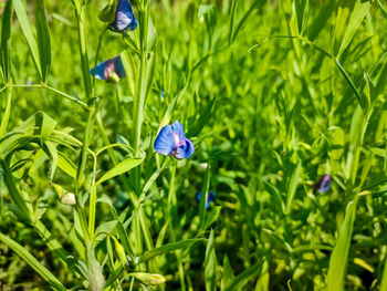 Close-up of purple flowering plant on field