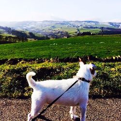 Dog standing on grassy field