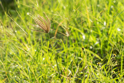 Close-up of plant growing on field