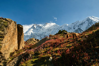 Panoramic view of snowcapped mountains against sky