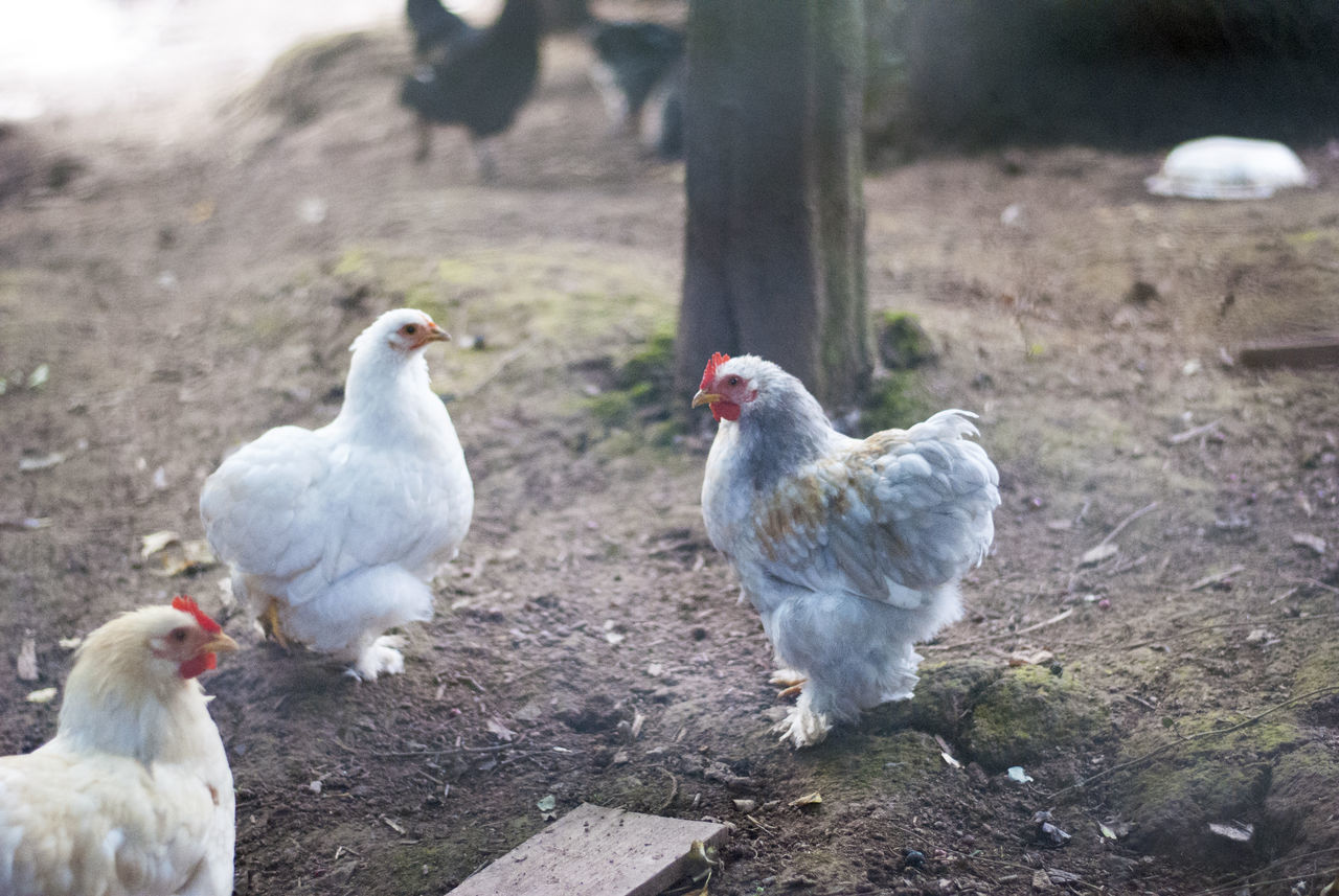 bird, animal themes, animal, vertebrate, pets, domestic, livestock, group of animals, domestic animals, mammal, field, chicken - bird, day, nature, no people, poultry, land, young animal, young bird, focus on foreground, outdoors, animal family