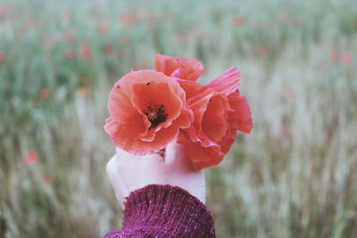 Close-up of hand holding pink flower