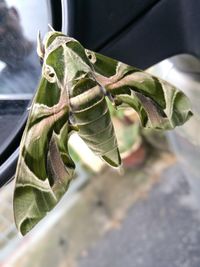 Close-up of plant