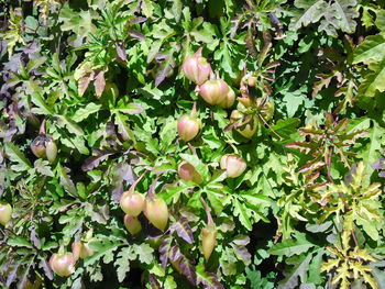 Close-up of fruits growing on tree