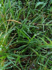 Full frame shot of grass growing in field