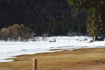 Trees on field during winter