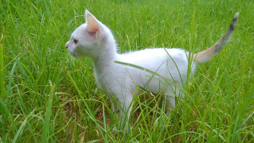 View of a cat on field