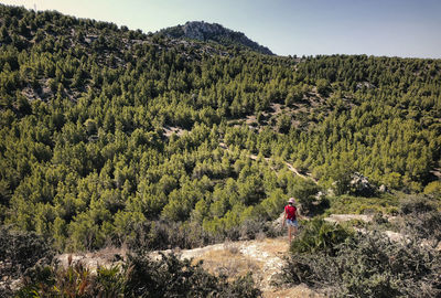 Scenic view of plants growing on land