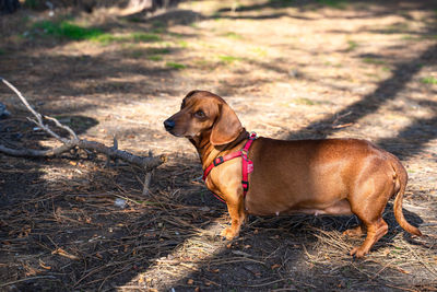 Dog looking away