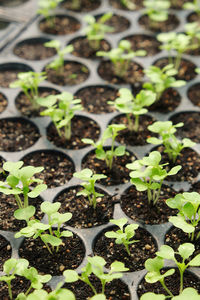 Close-up of young plant growing in greenhouse