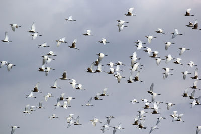 Low angle view of birds flying in sky