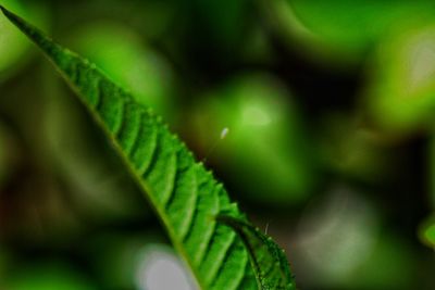 Close-up of fresh green leaves