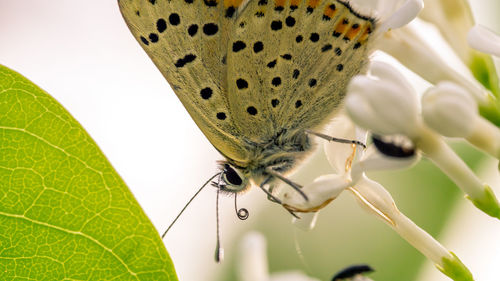 Close-up of butterfly on flower