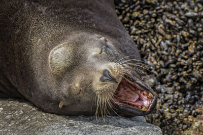 Close-up of animal head