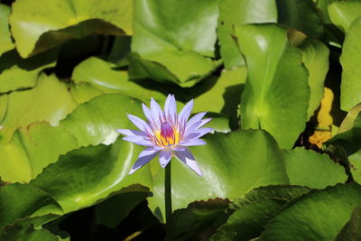 Close-up of purple water lily