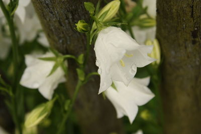 Close-up of white flower blooming outdoors