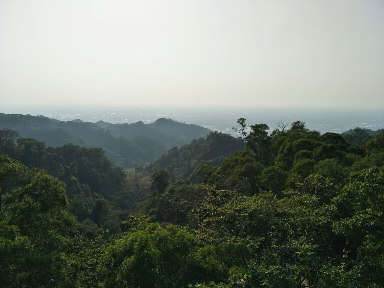 tranquil scene, scenics - nature, beauty in nature, tree, tranquility, plant, sky, environment, non-urban scene, mountain, fog, nature, green color, no people, landscape, lush foliage, foliage, growth, idyllic, day, outdoors, rainforest