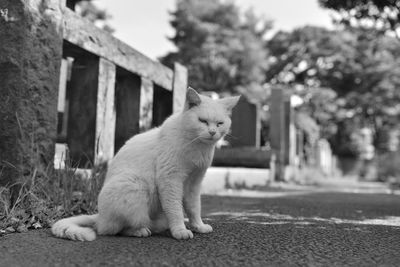 Close-up of cat sitting outdoors