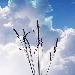 Low angle view of plant against sky