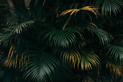 Close-up of palm tree at night