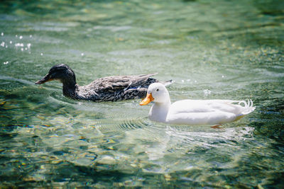 Ducks in a lake