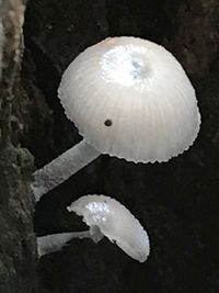 Close-up of white jellyfish