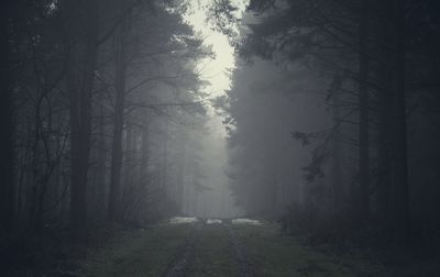 Road in forest during foggy weather