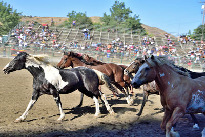 Horses on field against clear sky