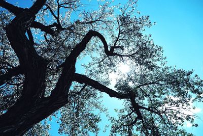 Low angle view of bare trees against blue sky