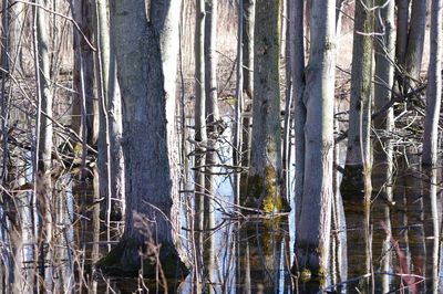 View of trees in forest