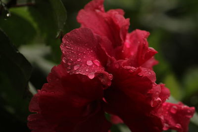 Close-up of wet red rose