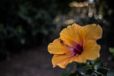 Close-up of yellow hibiscus blooming outdoors