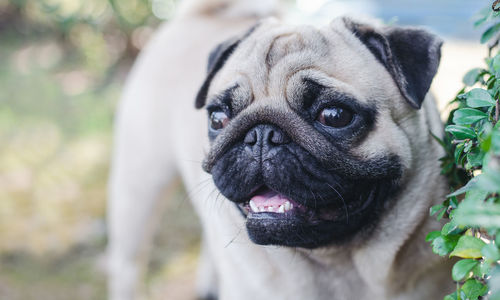 Close-up portrait of a dog