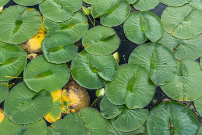 High angle view of lotus leaves floating on water