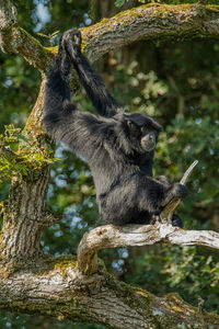 Monkey sitting on tree branch