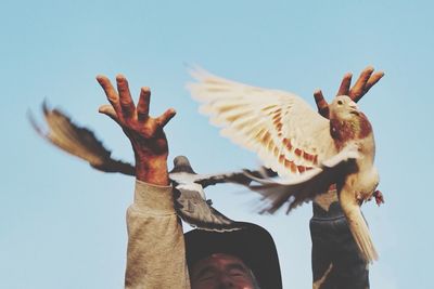 Low angle view of birds in flight