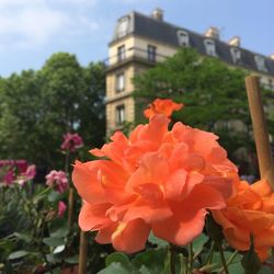 Close-up of red flowers