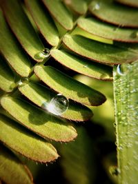 Close-up of green snake on plant