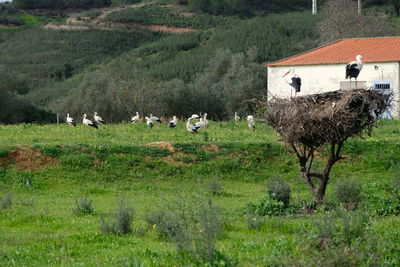 Sheep grazing on field