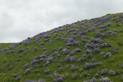 Purple flowering plants on land against sky