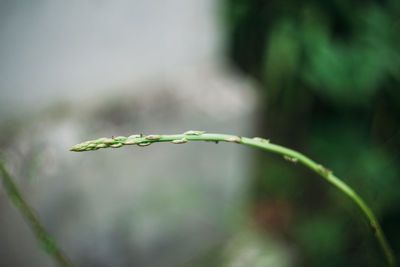 Close-up of asparagus