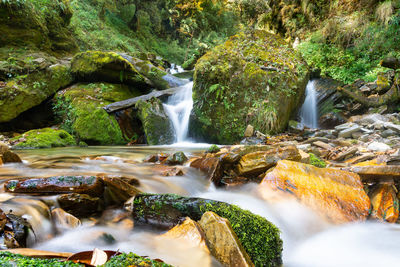 Scenic view of waterfall in forest