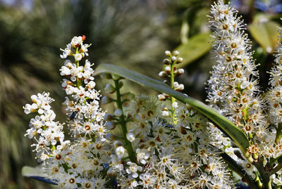 White flowers of cherry laurel tree - prunus laurocerasus -, evergreen species of cherry