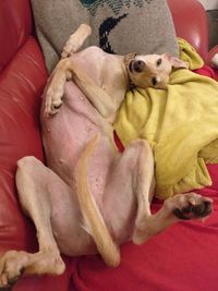 Close-up of dog sitting on sofa