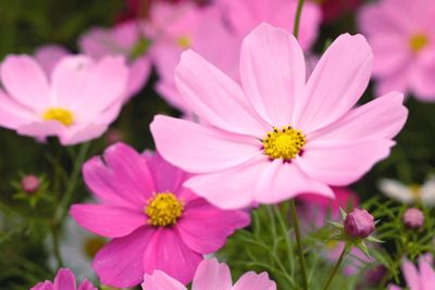 Close-up of pink cosmos flowers