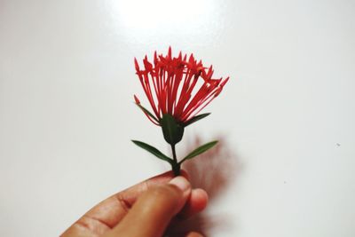 Close-up of hand holding red rose against white background