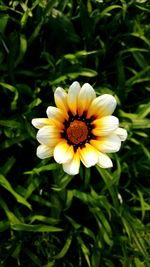 Close-up of flower blooming outdoors