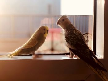 Close-up of birds perching