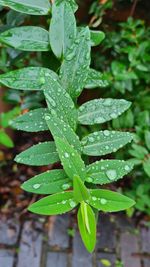 Close-up of raindrops on leaves