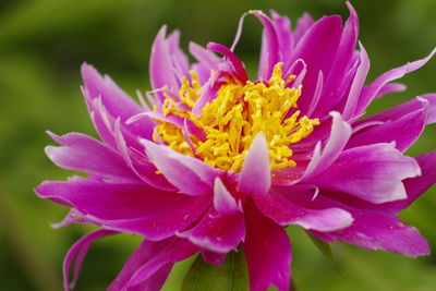 Close-up of pink flower